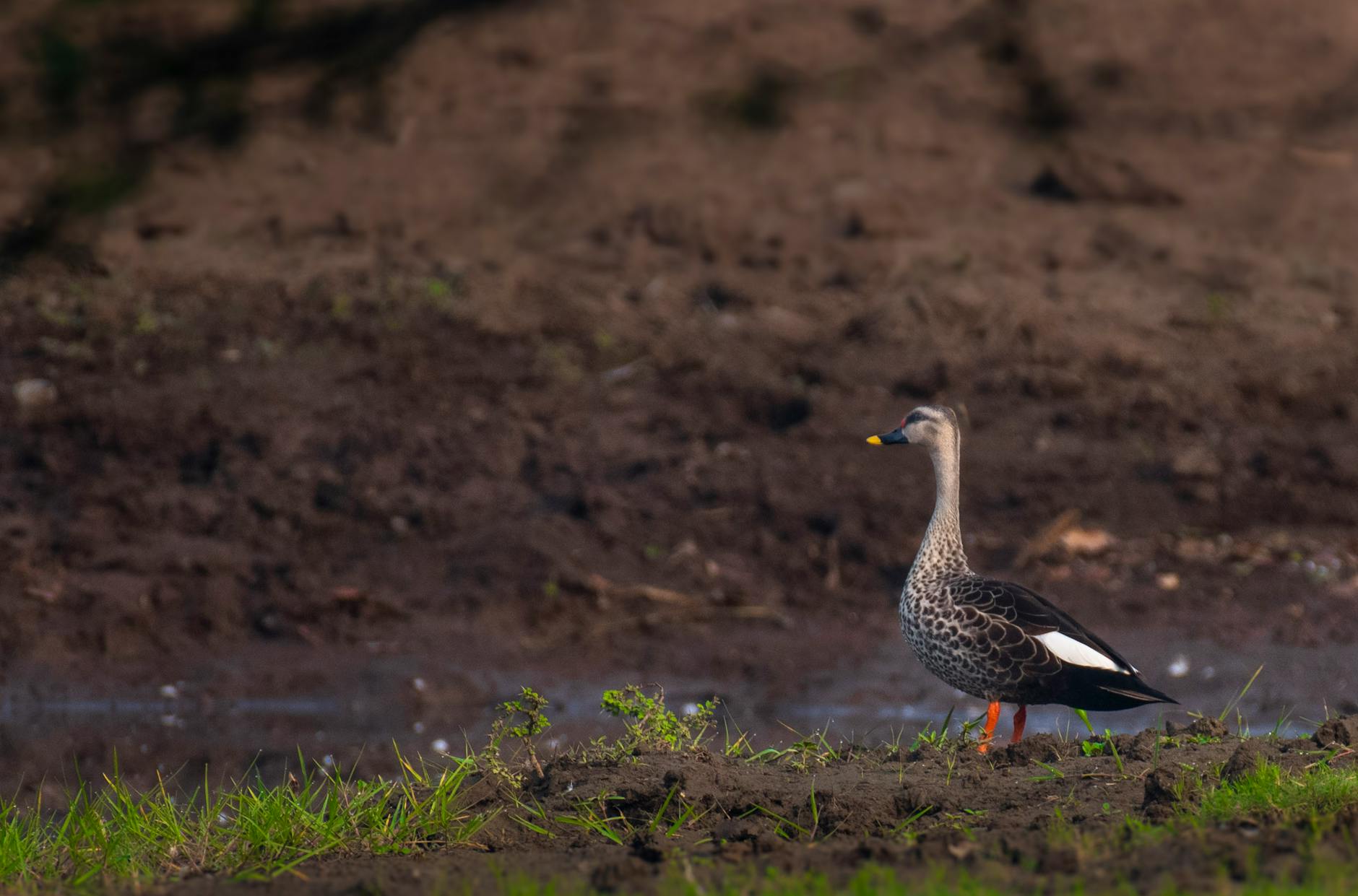 ビットコインETFの動向とEA運用への影響