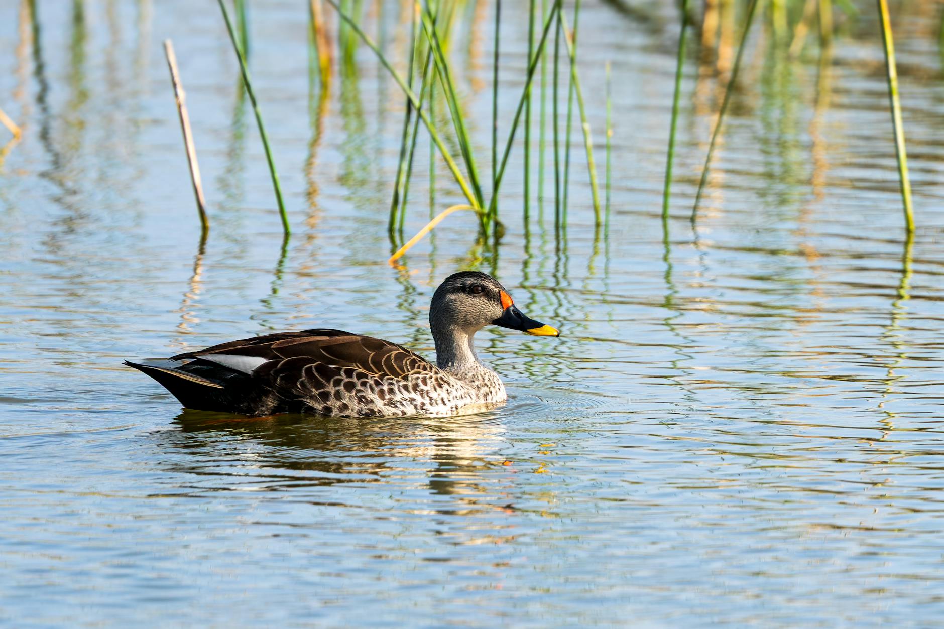 ビットコインETFの流入、EA運用への影響